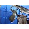 Image 1 : MOUNTED MALE SPRING BUCK HEAD WITH COPY OF PERMIT PAPER