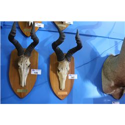 MOUNTED HARTEBEEST SKULL WITH COPY OF PERMIT PAPER