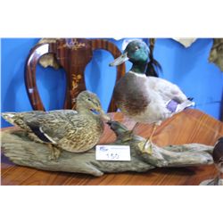 TAXIDERMIED MALE AND FEMALE MALLARD DUCK ON LOG