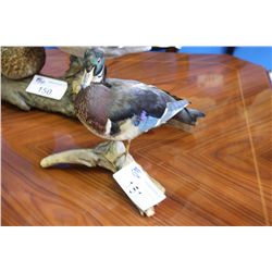 TAXIDERMIED MALE COLORFUL DUCK ON LOG