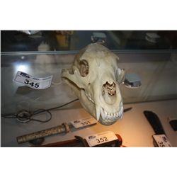 BEAR SKULL
