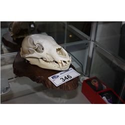 BEAR SKULL