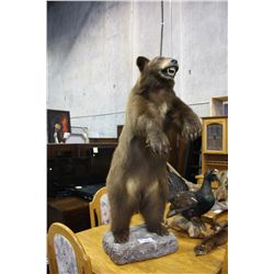 TAXIDERMIED BROWN BEAR