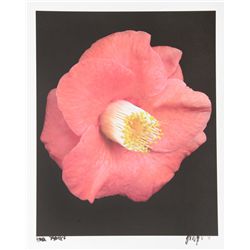 Jonathan Singer, Pink Blossom, Photograph
