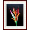 Image 1 : Jonathan Singer, Heliconia, Digital Photograph