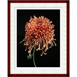 Jonathan Singer, Mocha Chrysanthemum, Digital Photograph