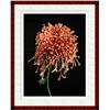 Image 1 : Jonathan Singer, Mocha Chrysanthemum, Digital Photograph
