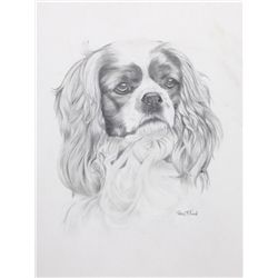 Rex Flood, Cavalier King Cocker Spaniel, Drawing