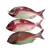 Image 1 : Jaws 2 Fish Props