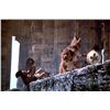 Image 6 : Clash Of The Titans (1981) Harryhausen Original Two Headed Orthrus Production Maquette