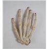 Image 1 : Evil Dead (1981) Skeleton Hand Movie Props