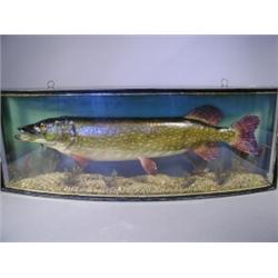A stuffed and mounted pike preserved J. Cooper & Sons, in a bow fronted display case, inscribed '...