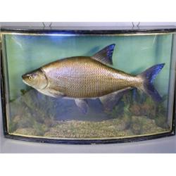 A stuffed and mounted 'bream', preserved by J. Cooper & Sons, in a bow fronted display case, insc...