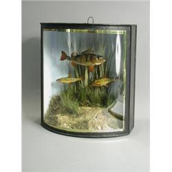 A case of three small fish with bow glass, 'Birmingham Waterways, November 1937', 35cm high Est....