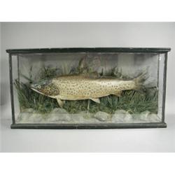 A cased trout, in a naturalistic setting, the back labelled 'Caught in Lough Corrib by Col. G. R....