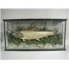 Image 1 : A cased trout, in a naturalistic setting, the back labelled 'Caught in Lough Corrib by Col. G. R....