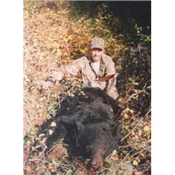 MONTANA BLACK BEAR HUNT By Silver Bow Outfitters