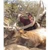 Image 1 : NEVADA JARBIDGE WILDERNESS ELK HUNT WITH LANDOWNER TAG By Cottonwood Ranch Hunting Services