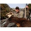 Image 1 : NEW ZEALAND RED STAG, TAHR & CHAMIOS HUNT FOR 2 By New Zealand Hunt/Phil Wilson