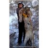 Image 1 : WYOMING MOUNTAIN LION HUNT By Shoshone Lodge Outfitters