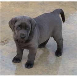 HUNTER – CHARCOAL/SILVER MALE LABRADOR PUPPY By Lori’s Labradors
