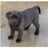 Image 1 : HUNTER – CHARCOAL/SILVER MALE LABRADOR PUPPY By Lori’s Labradors