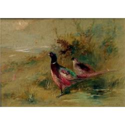 James Stinton. A cock pheasant and hen pheasant amongst foliage, signed lower right, 18cm x 11cm,