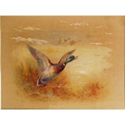 James Stinton. A mallard in flight below a lake edge and reeds, signed lower left, 29cm x 23cm, 1