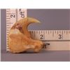 Image 6 : Lion claw.  (Size: See last photo for measurement.)