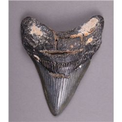 4" Prehistoric Megladon Shark Tooth.  (Size: See last