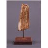Image 3 : Fossilized Walrus Tooth Ivory, signed "Paige", with