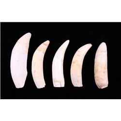 Five Large Alligator Teeth.  (Size: See last photo for