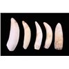 Image 2 : Five Large Alligator Teeth.  (Size: See last photo for