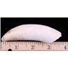 Image 3 : Five Large Alligator Teeth.  (Size: See last photo for