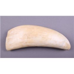Huge 7.25" Whale Tooth.  Extremely rare to see a Whale