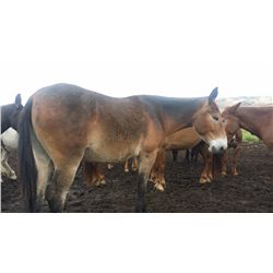 Herman-4 yr old bay john mule