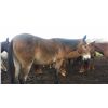 Image 1 : Herman-4 yr old bay john mule