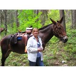 Fred-23 yr old bay john mule