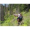 Image 3 : Fred-23 yr old bay john mule