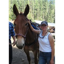Willie-13 yr old sorrel john mule
