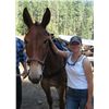 Image 1 : Willie-13 yr old sorrel john mule