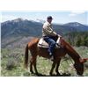 Image 2 : Willie-13 yr old sorrel john mule