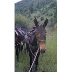 4 Joe-8 yr old black john mule