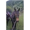 Image 1 : 4 Joe-8 yr old black john mule