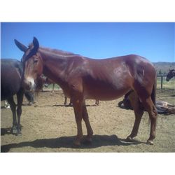 Earl- 13 yr old sorrel john mule