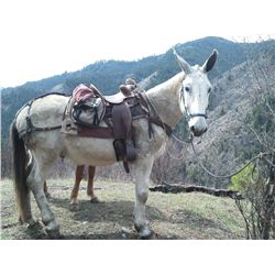 Jethro- 13 yr old grey john mule