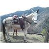 Image 1 : Jethro- 13 yr old grey john mule