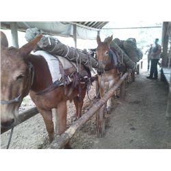 Kootnie- 16 yr old sorrel pack mule