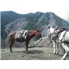 Image 1 : Hobo- 15 yr old sorrel john pack mule