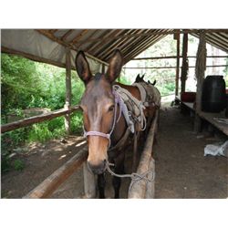 Bj-13 yr old black john pack mule